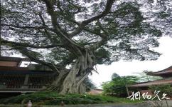 泉州海印寺旅遊攻略之古樹