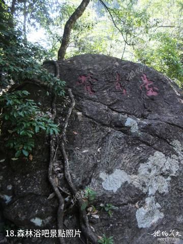 遂昌神龍谷-森林浴吧照片