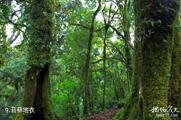 云南哀牢山国家级自然保护区-苔藓地衣照片