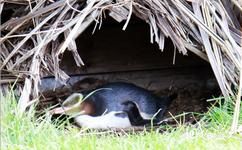 新西兰但尼丁市旅游攻略之黄眼企鹅
