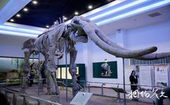 咸阳古豳文化博览园旅游攻略之古象犀牛化石展厅