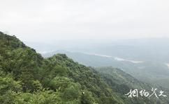 广西大桂山国家森林公园旅游攻略之森林