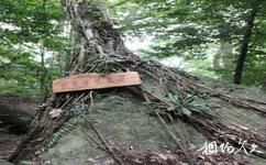 海南霸王岭国家森林公园旅游攻略之金字塔根抱石