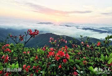 永州蓝山云冰山景区-高山杜鹃照片