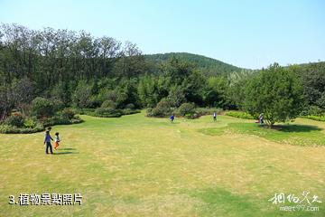 徐州泉山森林公園-植物照片