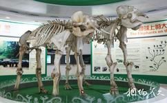 西雙版納野象谷旅遊攻略之骨架標本