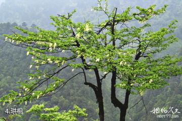 重庆大巴山国家级自然保护区-珙桐照片