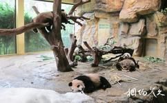 廣州長隆旅遊攻略之長隆大熊貓中心