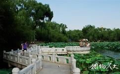 北京紫竹院公園旅遊攻略之青蓮島