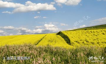 奇台一棵樹景區-油菜花照片