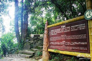 大竹五峰山國家森林公園-幸福樹照片
