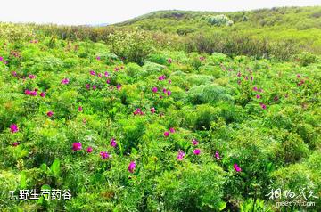 塔城裕民巴尔鲁克风景区-野生芍药谷照片