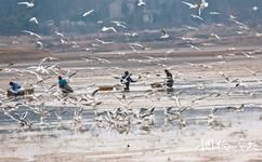 安徽升金湖国家级自然保护区旅游攻略之越冬水鸟