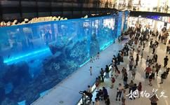 迪拜水族馆和水下动物园旅游攻略之水族馆观赏幕墙