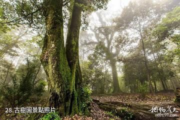 廣州從化石門國家森林公園-古樹園照片