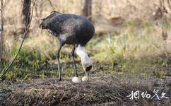 黑龙江大沾河湿地国家级自然保护区旅游攻略之白头鹤