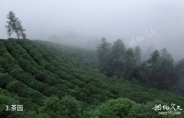 江津骆騋山风景区-茶园照片