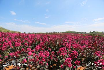 余干大明花海照片