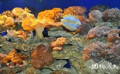 博鰲海洋館旅遊攻略之珊瑚海區