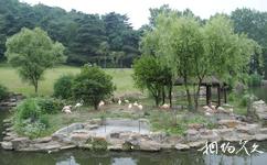 南京紅山森林動物園旅遊攻略之火烈鳥島