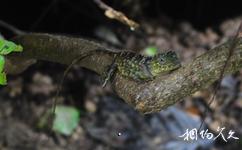 馬來西亞姆祿國家公園旅遊攻略之蜥蜴