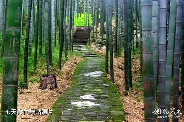 大竹五峰山國家森林公園-天然竹照片