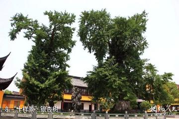 吴江圆通寺-“十样景”银杏树照片