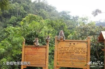 桂平龍潭國家森林公園-動植物照片