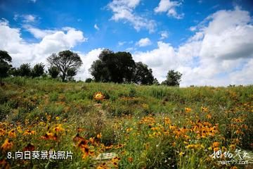 貴陽蓬萊仙界·白雲休閑農業旅遊景區-向日葵照片