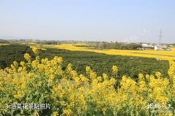 成都金堂中國臍橙之鄉-油菜花照片