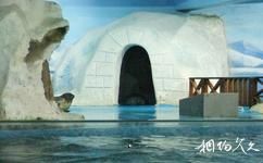 青岛水族馆旅游攻略之斑海豹