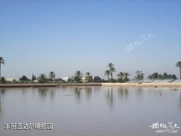 摩洛哥马拉喀什-阿盖达尔橄榄园照片