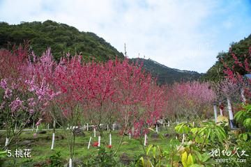 永春北溪文苑-桃花照片