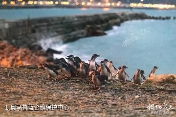 奥马鲁蓝企鹅保护中心照片
