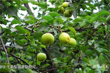 順城房身千畝梨園-千畝梨園照片