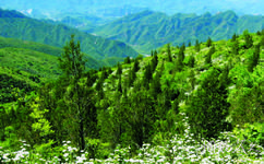 北京鹫峰国家森林公园旅游攻略之寨儿峪谷壑景区
