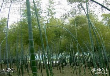 长沙石燕湖-翠竹照片