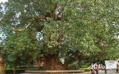 勐海景真八角亭旅遊攻略之菩提樹