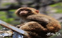 壶关太行大峡谷红豆峡旅游攻略之猕猴