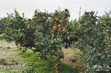 上海長興島郊野公園-採摘照片