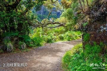 馬德拉月桂樹公園-月桂照片