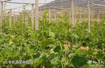 安徽禾泉农庄-有机蔬菜种植园照片