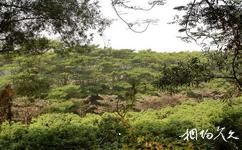 深圳蓮花山公園旅遊攻略之鬱鬱蔥蔥