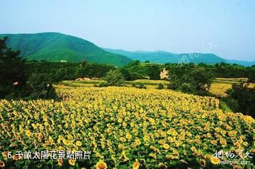 銅川金鎖關石林景區-千畝太陽花照片