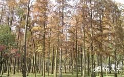 杭州植物園旅遊攻略之森林公園