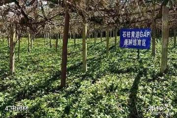 重庆黄水药用植物园-中药材照片