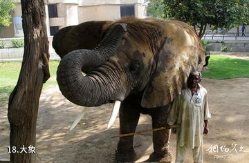 巴基斯坦拉合尔市-大象照片