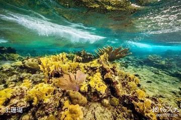 基里巴斯圣诞岛-珊瑚照片