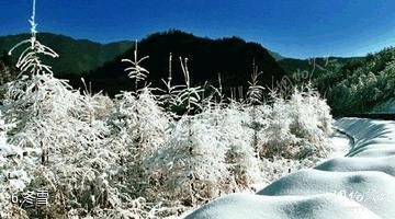 安康市千家坪森林公园-冬雪照片