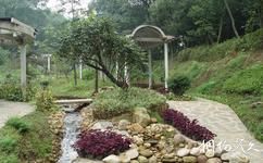 湖南省森林植物園旅遊攻略之蔭生植物珍稀植物園